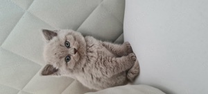 BKH Britischkurzhaar Kitten Kätzchen lilac 