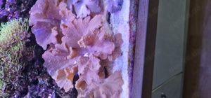  korallen meerwasser Bild 2