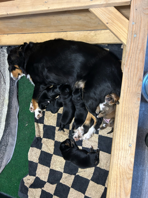 Entlebucher Sennenhund Labrador Mix