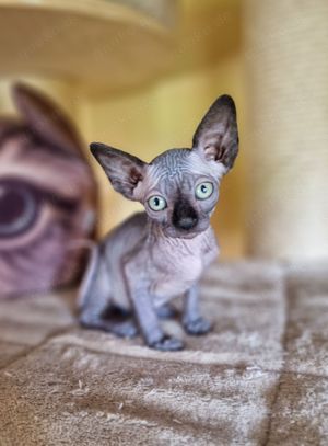 Hübsche Can. Sphynx Kitten suchen neues Personal Bild 1