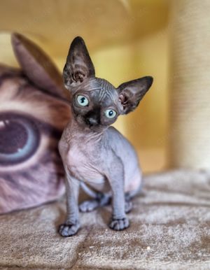 Hübsche Can. Sphynx Kitten suchen neues Personal Bild 2