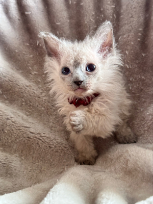 Canadian Sphynx Kitten 9 Wochen alt    Bild 8