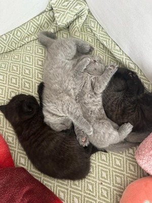 Deckkater choclate Bild 2