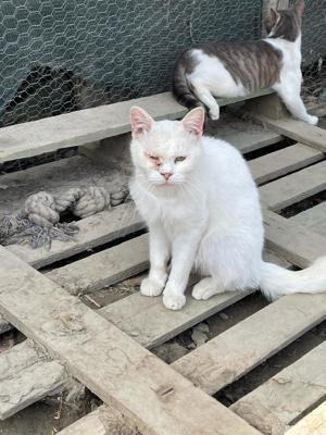 Kater Matty sucht Traumzuhause mit Freigang