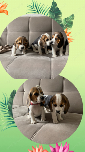 süße Beagle Welpen sind Auszugsbereit Bild 3