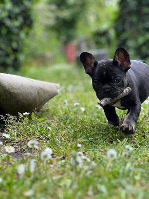 gesunde französische Bulldoggen Welpen  Bild 5