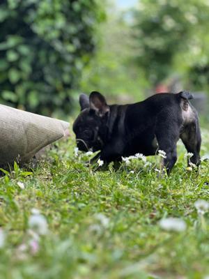gesunde französische Bulldoggen Welpen  Bild 6