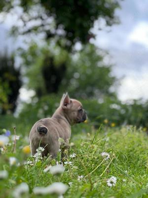 gesunde französische Bulldoggen Welpen  Bild 7
