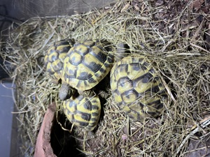 Griechische Landschildkröten (testudo hermanni boettgeri) NZ 2023