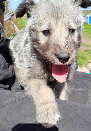 Irish Wolfhound   Irischer Wolfshund (Mix)