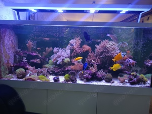 Red Sea Max-S 650 Meerwasseraquarium komplett 