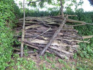 Brennholz  Feuerholz, Holz von Obstbäumen zu verschenken 