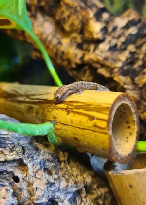 Jungferngecko - Lepidodactylus Lugubris abzugeben DNZ