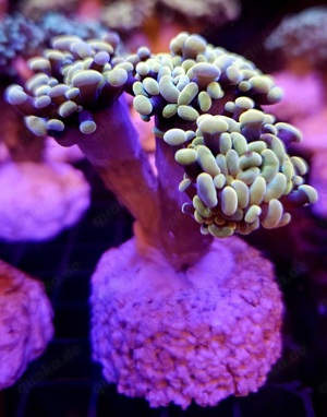 Euphyllia Hellfire, Golden Nugget, Paraancora Meerwasser Korallenableger Bild 3