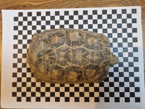 Spaltenschildkröten Malacochersus tornieri 1.3