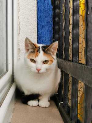 Katze Kaya  sucht Zuhause mit Freigang