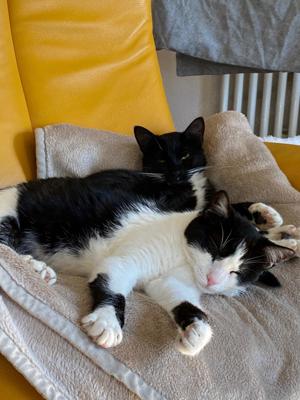  Sissi   liebevolle Katze sucht ein Zuhause mit Freigang!   Bild 2