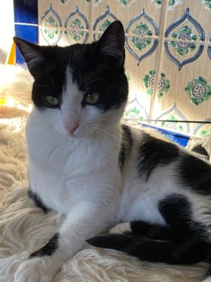  Sissi   liebevolle Katze sucht ein Zuhause mit Freigang!   Bild 4