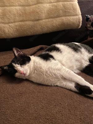  Sissi   liebevolle Katze sucht ein Zuhause mit Freigang!   Bild 3