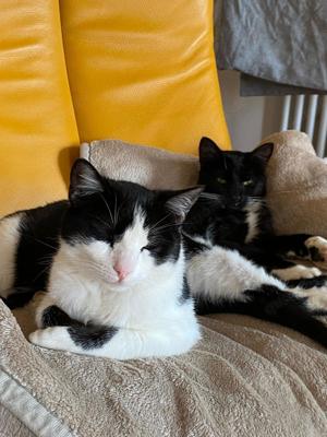 Sissi & Simba zwei Katzenkinder suchen Familie!