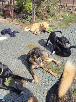 COOKIE - wo darf sie glücklich werden? (wartet in Rumänien) Bild 3