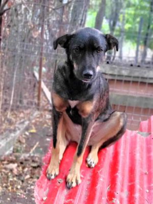 COOKIE - wo darf sie glücklich werden? (wartet in Rumänien) Bild 2