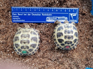 Vierzehen-  Steppenschildkröte (Testudo horsfieldii)