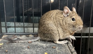 Degus männlich zwei Stück