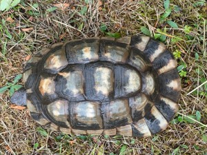 Zuchtpaar Breitrandschildkröten, Testudo marginata, griechische Landschildkröten Bild 3