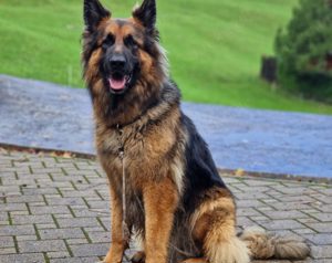 Butkus sucht ein Zuhause auf dem Land