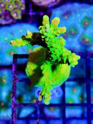 Acropora Mango Garden