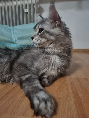 Deckkater Main Coon 