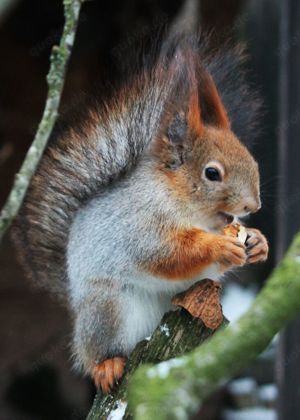 Suche junge sibirische Eichhörnchen