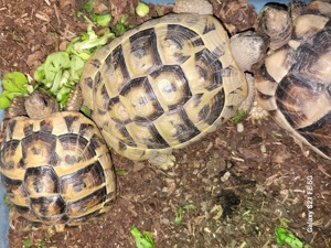 Griechische Landschildkröten zu verkaufen 