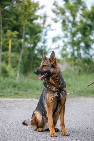 Jimmi, neugieriger Schäferhund (Mix?), ca. 7 Jahre, ca. 30kg