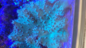 Korallen ableger Meerwasser Aquarium  Bild 5