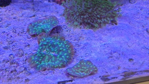Korallen ableger Meerwasser Aquarium  Bild 4