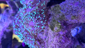 Korallen ableger Meerwasser Aquarium  Bild 1