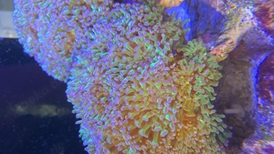 Korallen ableger Meerwasser Aquarium  Bild 3