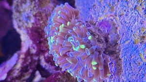 Korallen ableger Meerwasser Aquarium  Bild 2