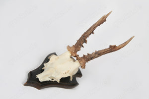Rehbockgeweih Trophäenschild Gehörn Rehgehörn Wandschild Jagdtrophäe Rehschädel 