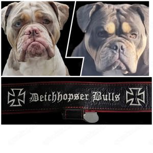 New English Bulldog Welpen 