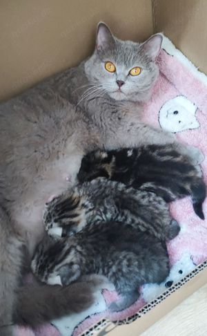 Bkh Kitten reinrassig, Kätzchen, Katzenbabys  Bild 9