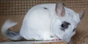 Chinchillas aus Hobbyzucht - 