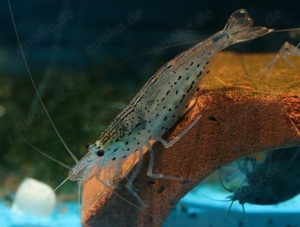 Caridina multidentata - Amanogarnele - Algengarnele