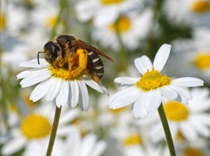 Fptograf- Passbilder, Bewerbungsfotos, Feiern, Reportagen, Oldtimer Bild 7