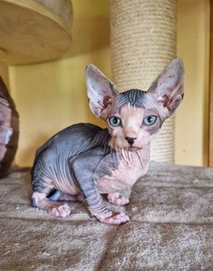 Hübsche Can. Sphynx Kitten suchen neues Personal Bild 3