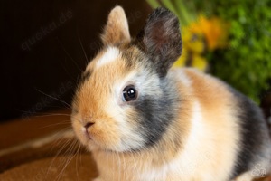 Kleine bunte Mini Löffelohr Jungtiere Farbenzwerg Kaninchen Hasen Löwenköpfchen Bild 1
