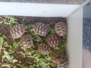 Kleine süße griechische und maurische Landschildkrötenbaby's Nachzuchten 2023 