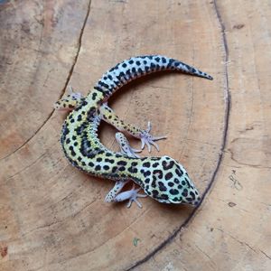 Leopardgecko Weibchen NZ 2023 Eublepharis macularius Bild 1
